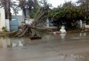 13. Mai 2018: Gewittersturm trifft Mahdia – Diverse Palmen stürzten um