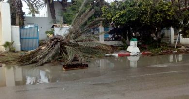 13. Mai 2018: Gewittersturm trifft Mahdia – Diverse Palmen stürzten um