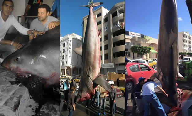 Im Jahr 2015 vor Sousse gefangener Weißer Hai 