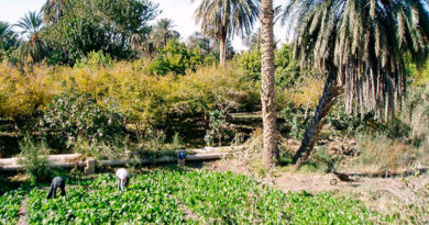 Die Oasen von Gafsa stark vom Klimawandel betroffen