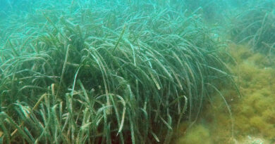 Seegraswiesen: Die im Mittelmeer einheimische Seegrasart Posidonia oceanica bei Pozzuoli an der Westküste Italiens. Stephanie Helber Leibniz-Zentrum für Marine Tropenforschung