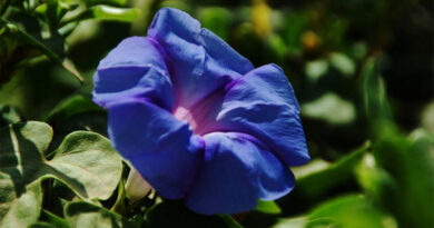 Ende der Wetterturbulenzen – Tunesien findet zu frühlingshaftem Wetter zurück